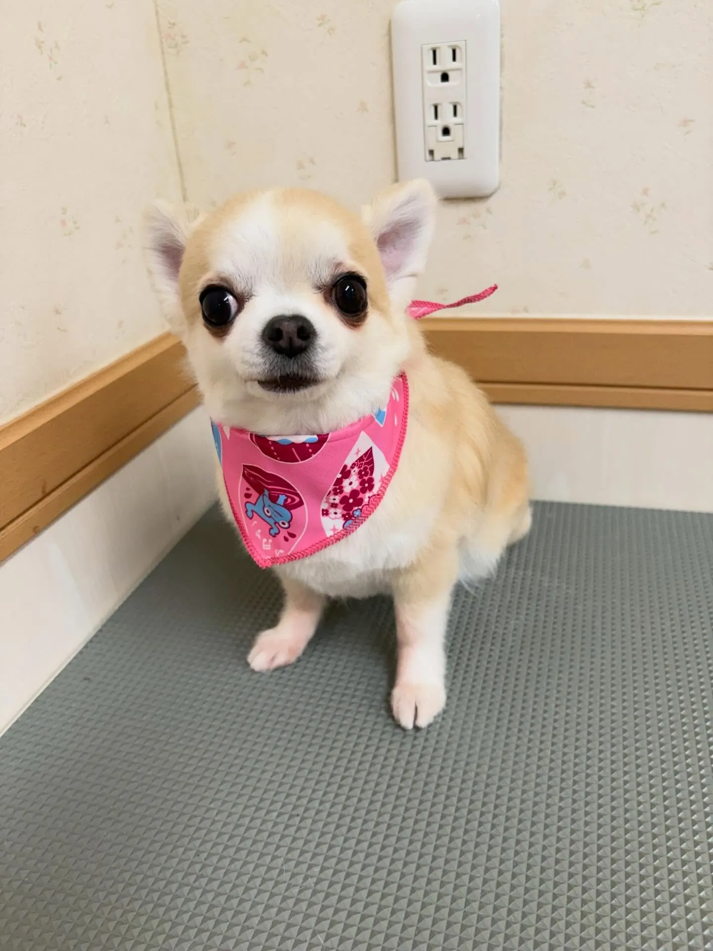 犬のトリミング✂️