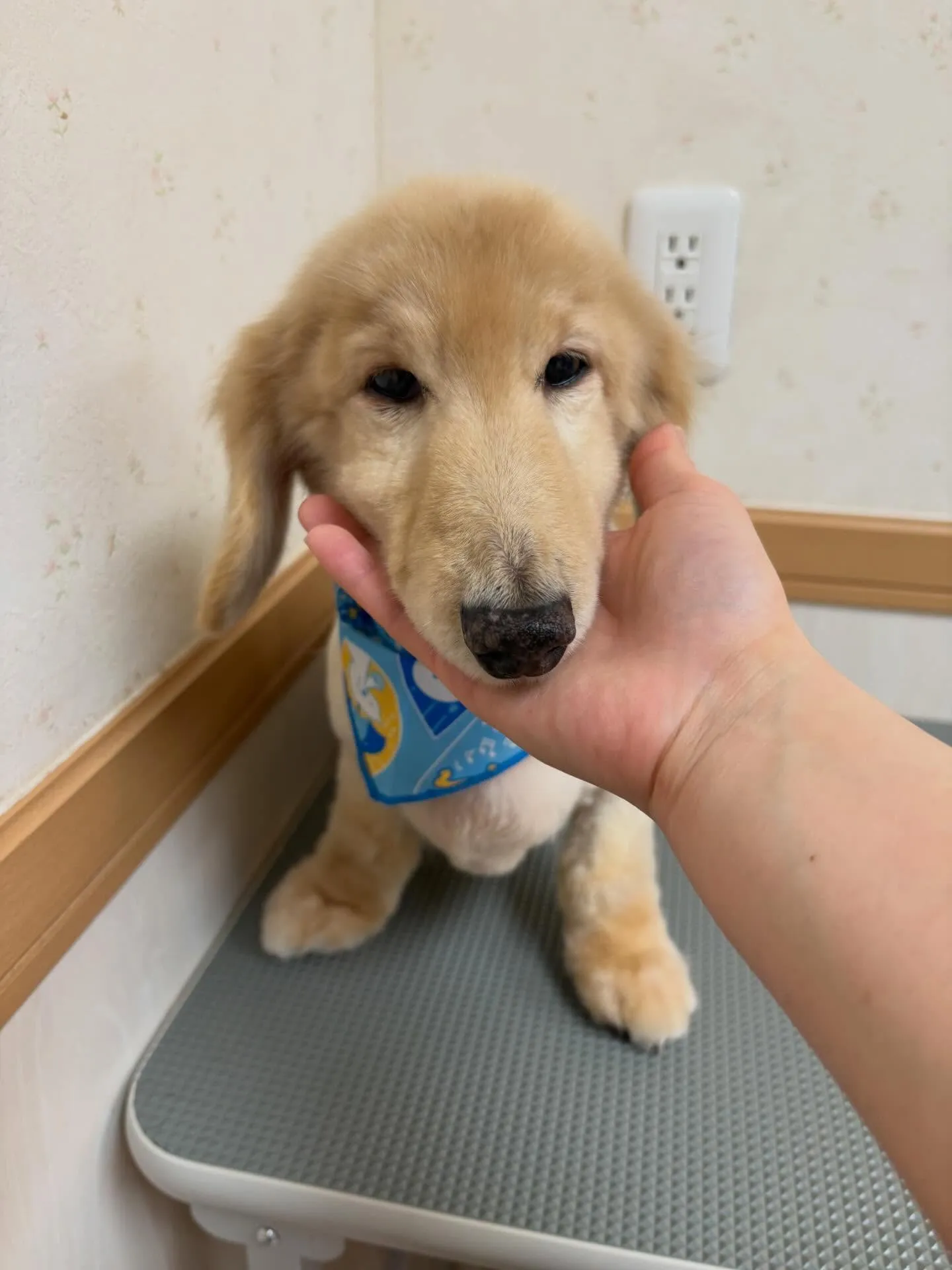 犬のシャンプー🫧