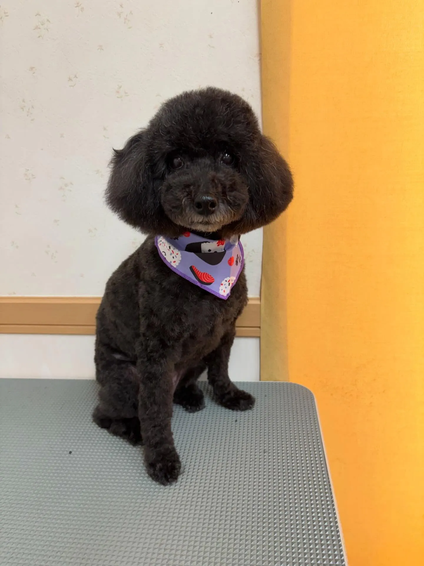 犬のトリミング✂️