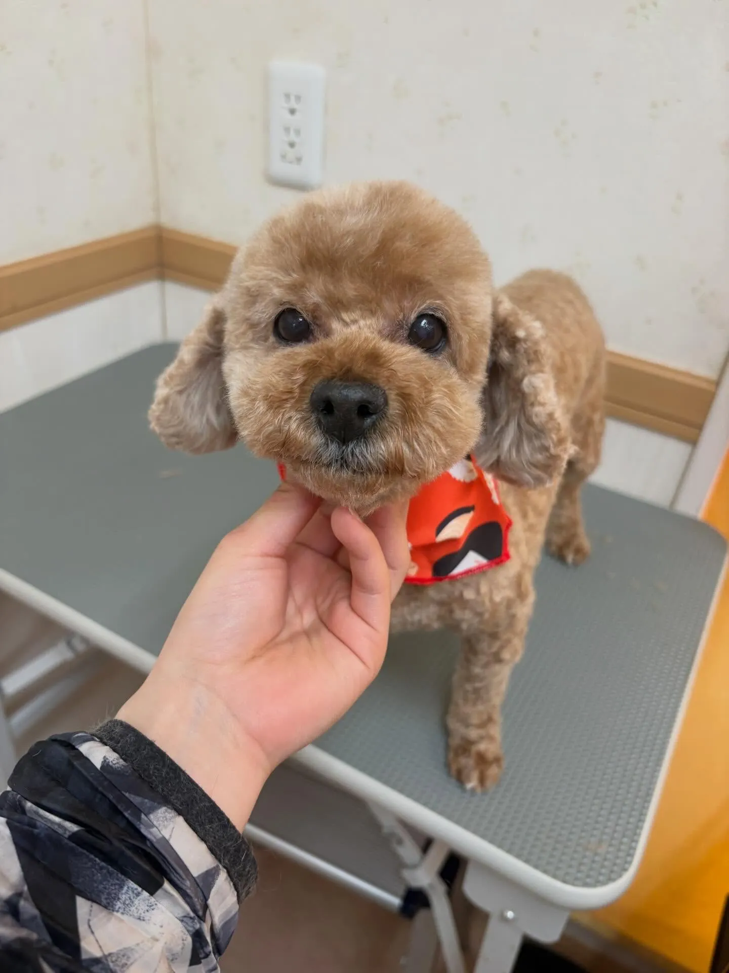 犬のトリミング✂️