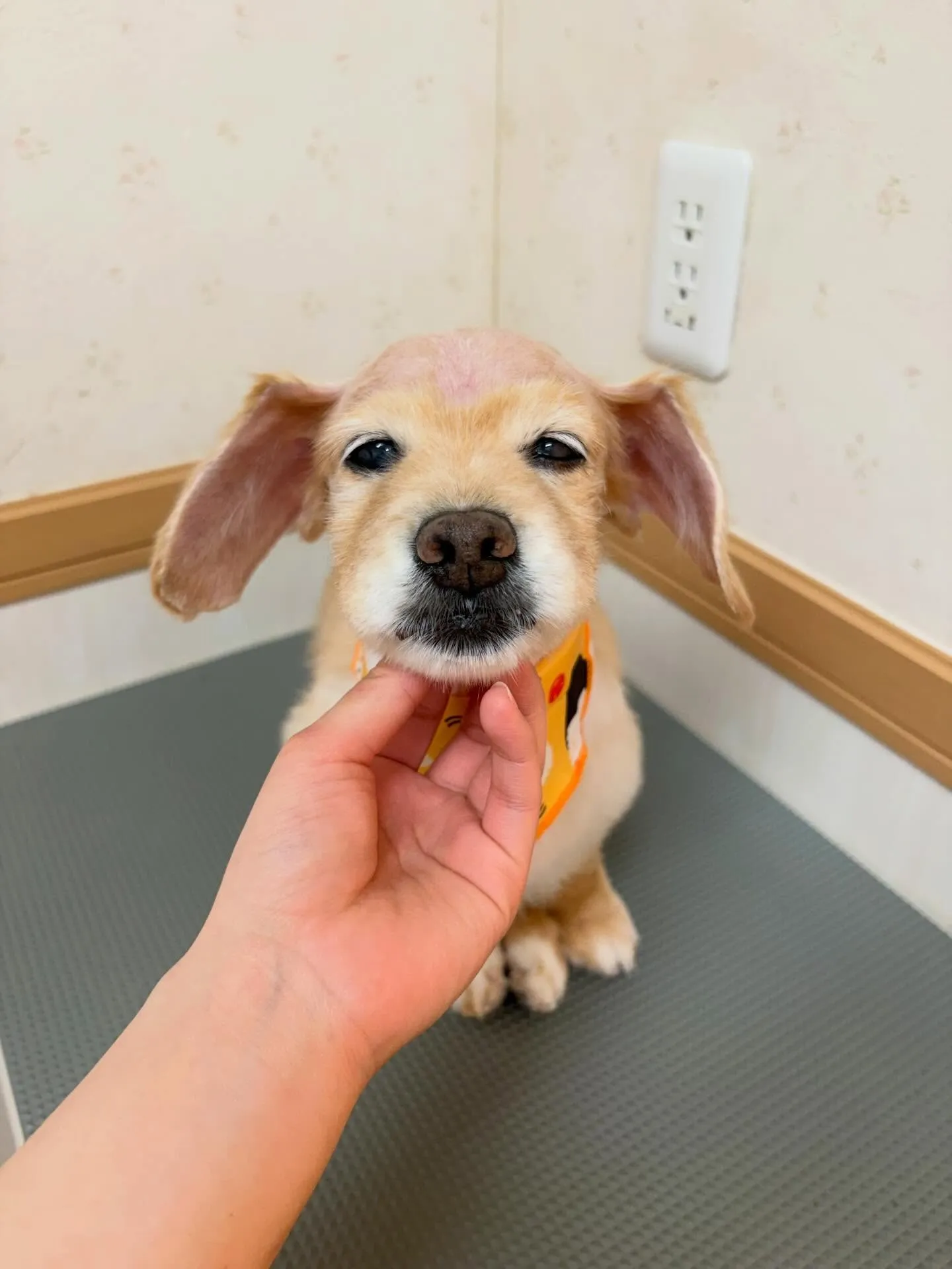 犬のシャンプー🫧