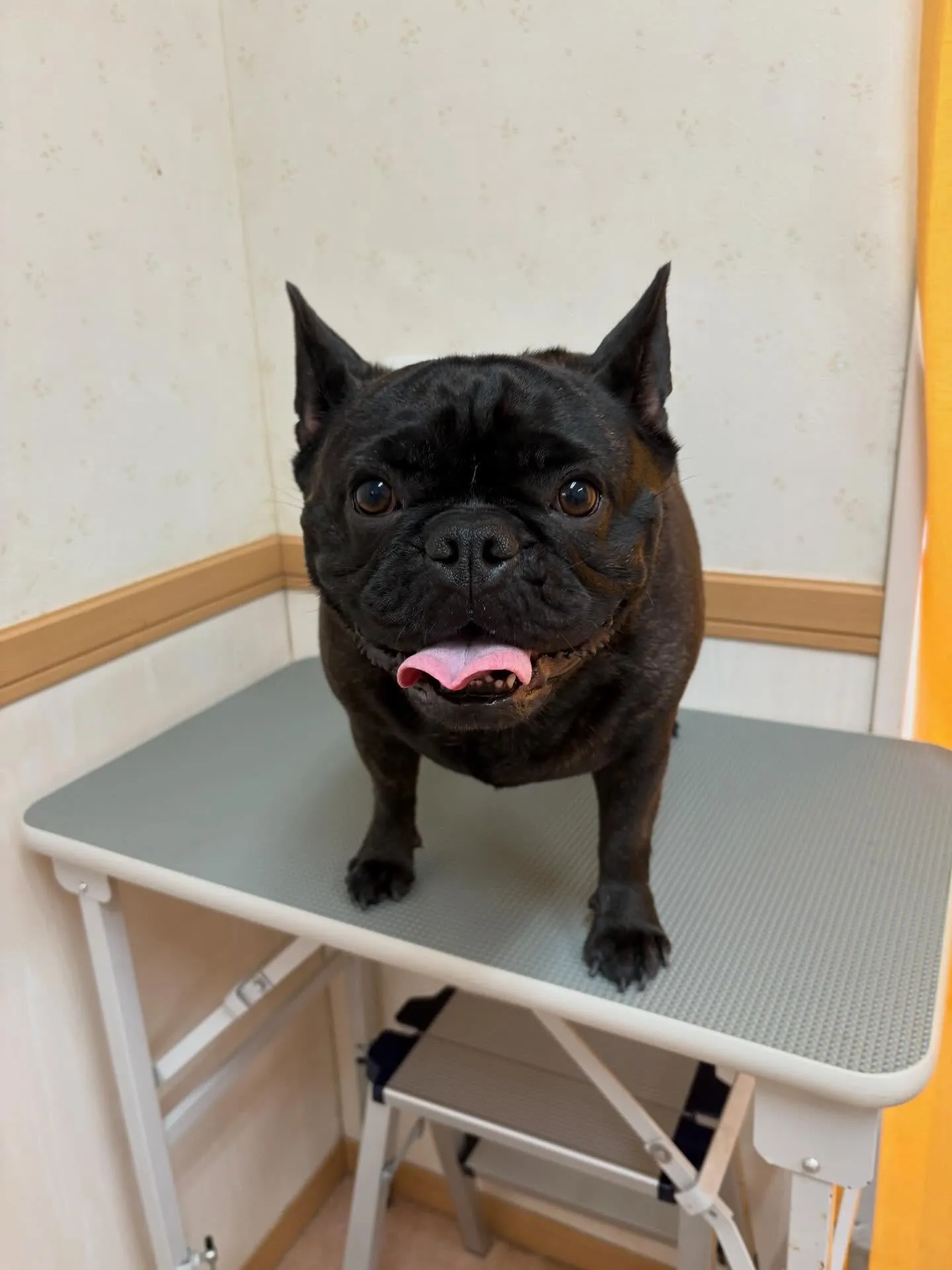 犬のシャンプー🫧