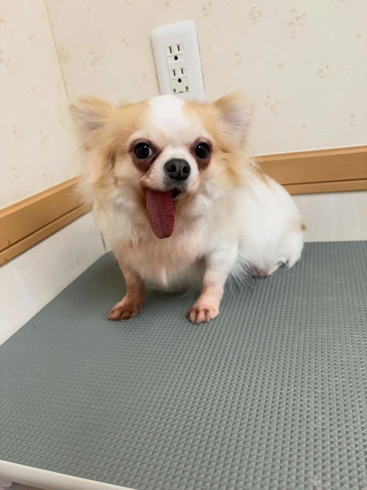 犬のシャンプー🫧