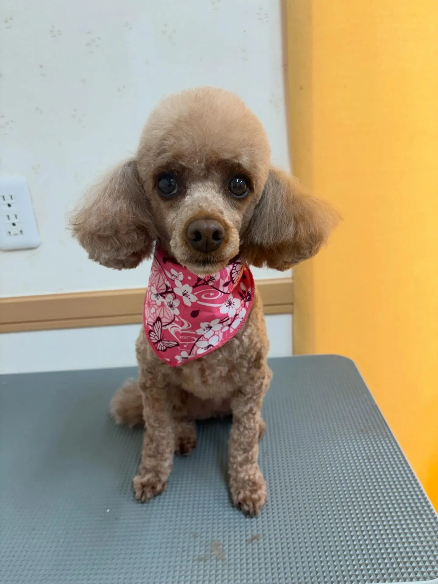 犬のトリミング✂️