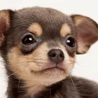 トリミングについて